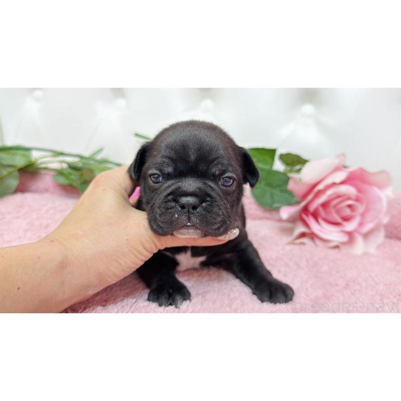 販売中の埼玉県のフレンチブルドッグ-446955の8枚目