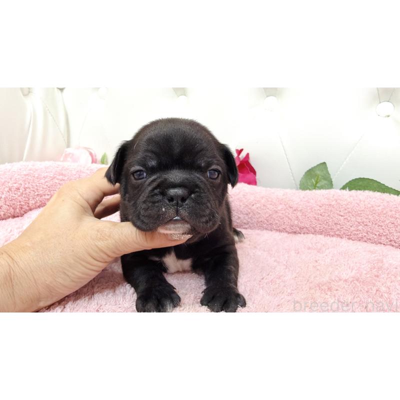 販売中の埼玉県のフレンチブルドッグ-446955の5枚目