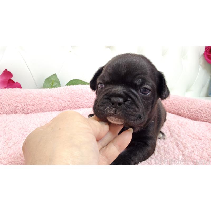 販売中の埼玉県のフレンチブルドッグ-446955の4枚目