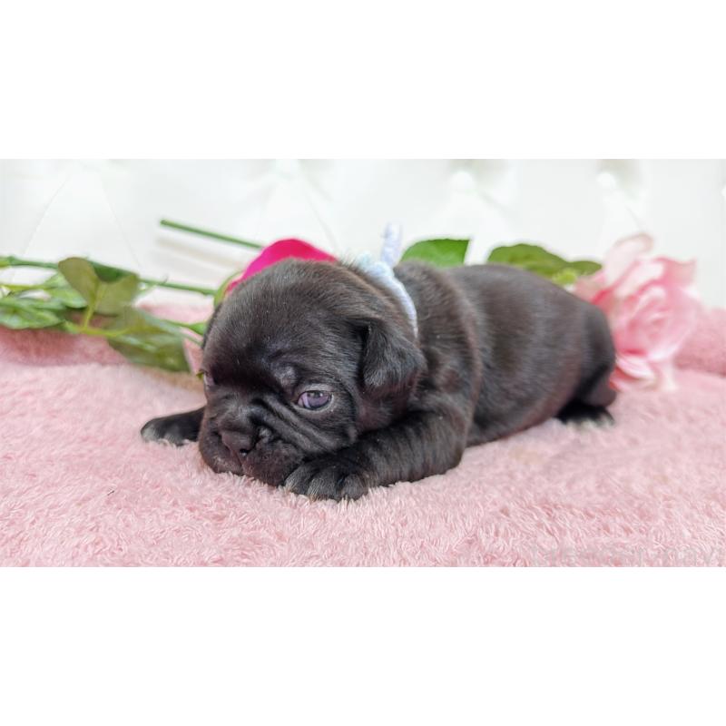 販売中の埼玉県のフレンチブルドッグ-446955の2枚目