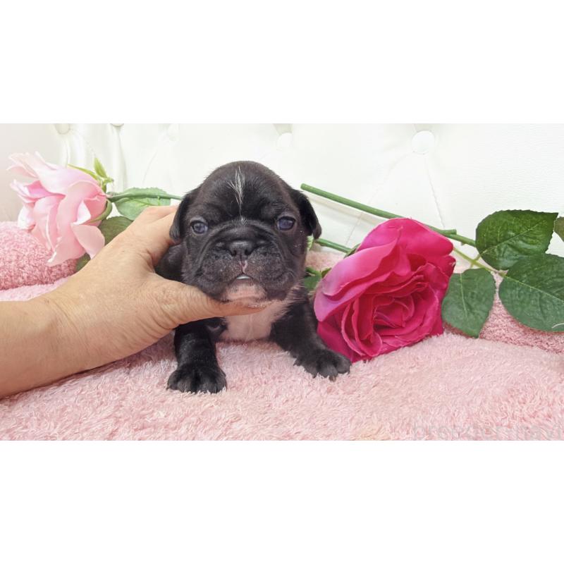 販売中の埼玉県のフレンチブルドッグ-446956