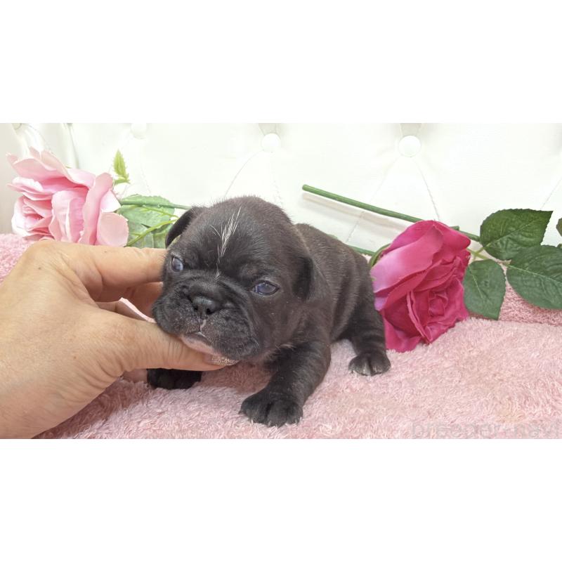 販売中の埼玉県のフレンチブルドッグ-446956の8枚目