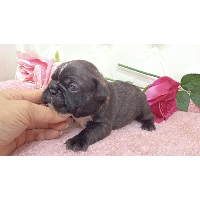 販売中の埼玉県のフレンチブルドッグ-446956の7枚目