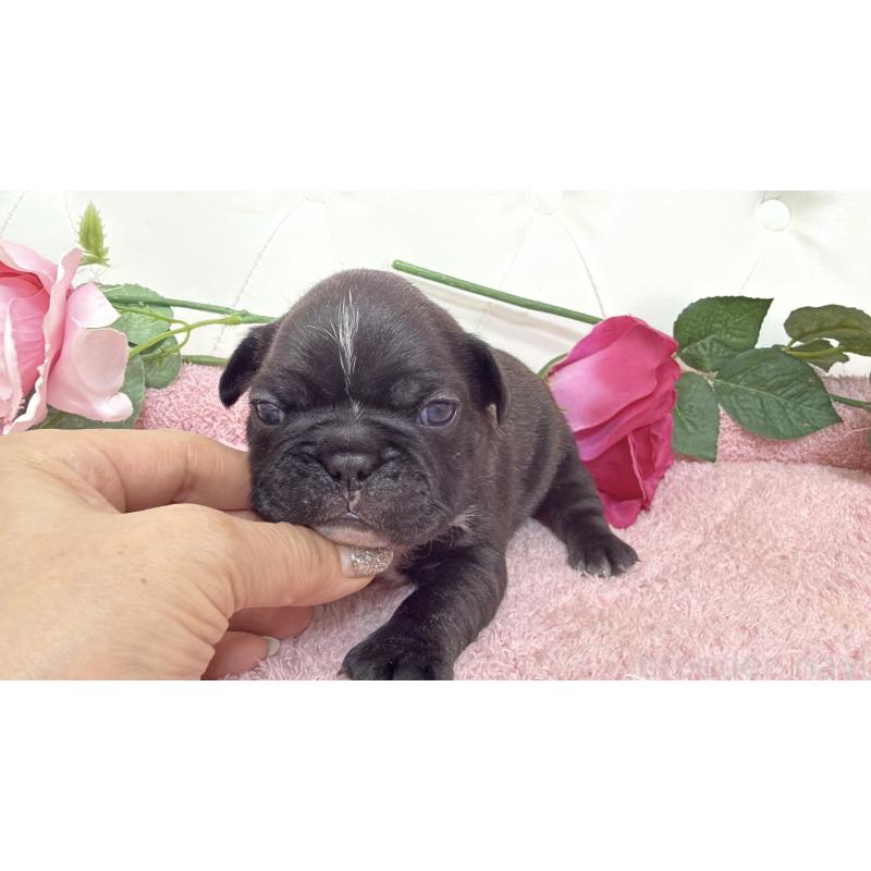 販売中の埼玉県のフレンチブルドッグ-446956の6枚目