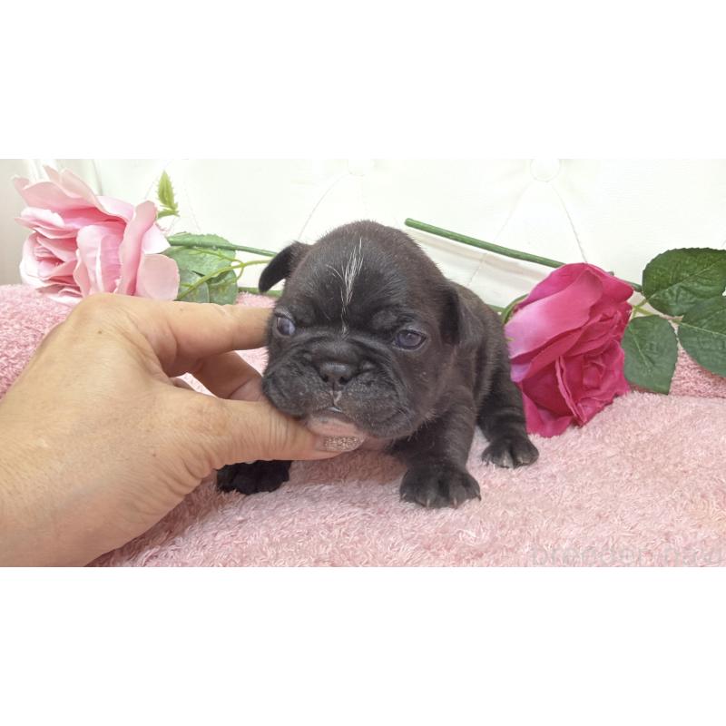 販売中の埼玉県のフレンチブルドッグ-446956の4枚目