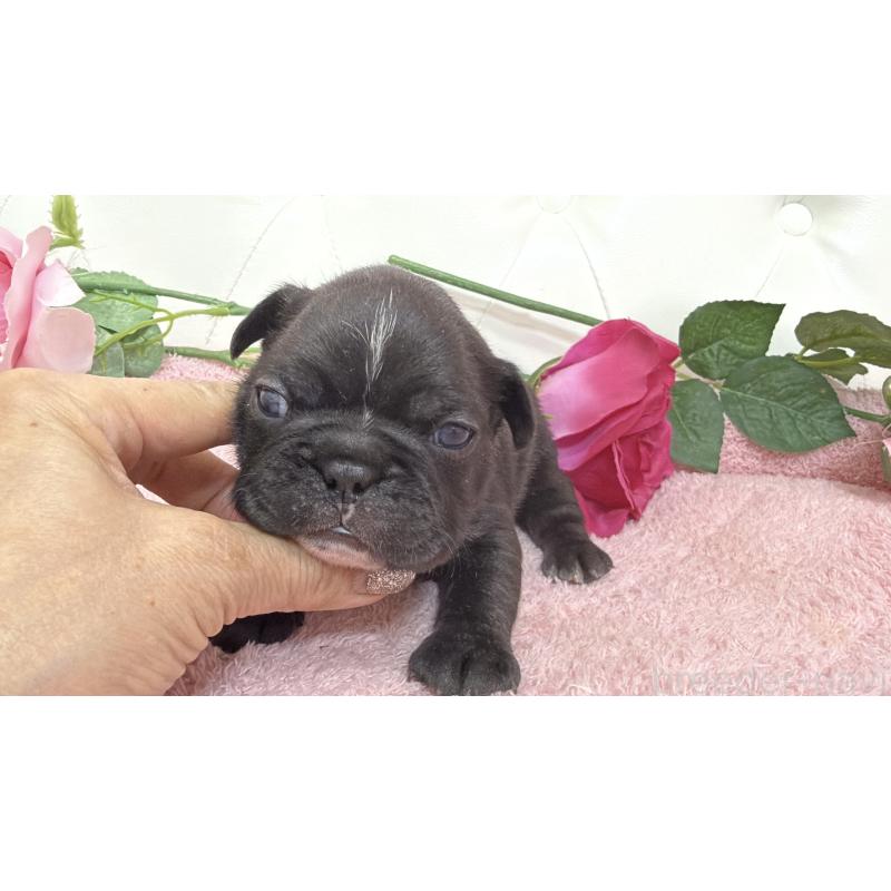 販売中の埼玉県のフレンチブルドッグ-446956の3枚目