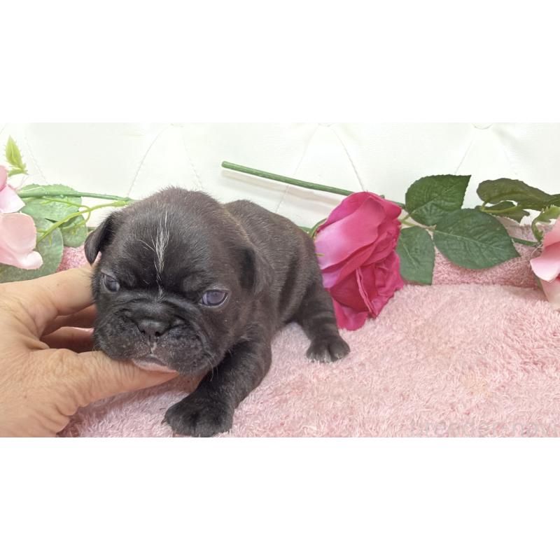 販売中の埼玉県のフレンチブルドッグ-446956の2枚目