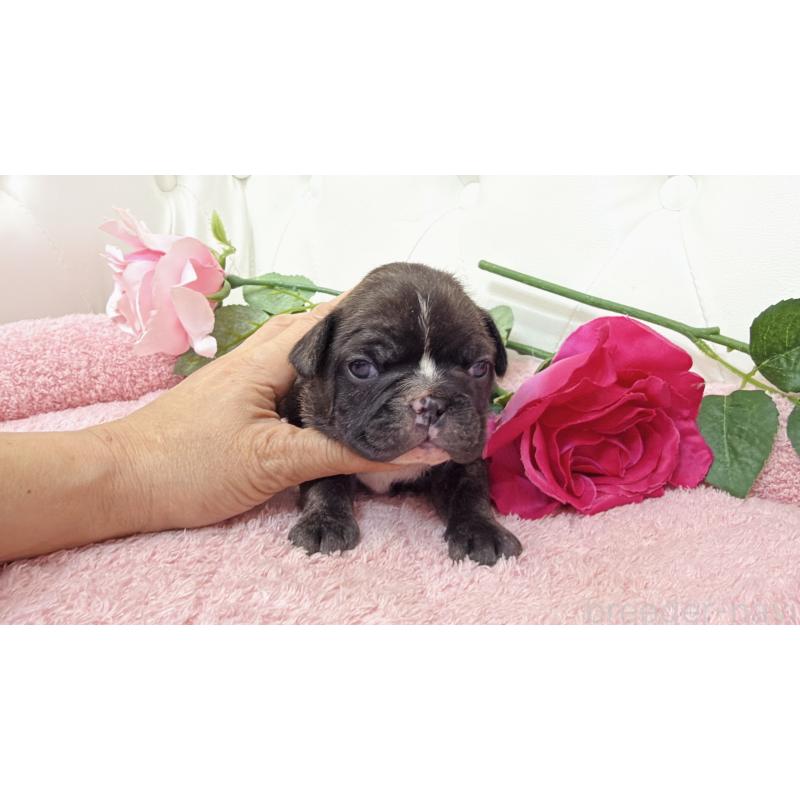 販売中の埼玉県のフレンチブルドッグ-446957の6枚目