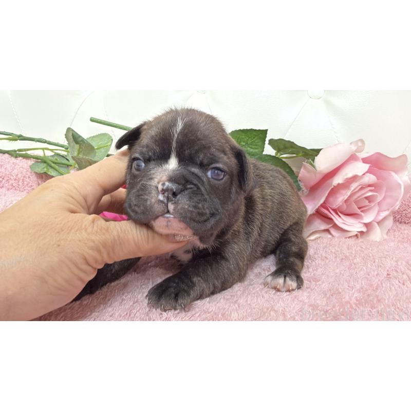 販売中の埼玉県のフレンチブルドッグ-446957の4枚目