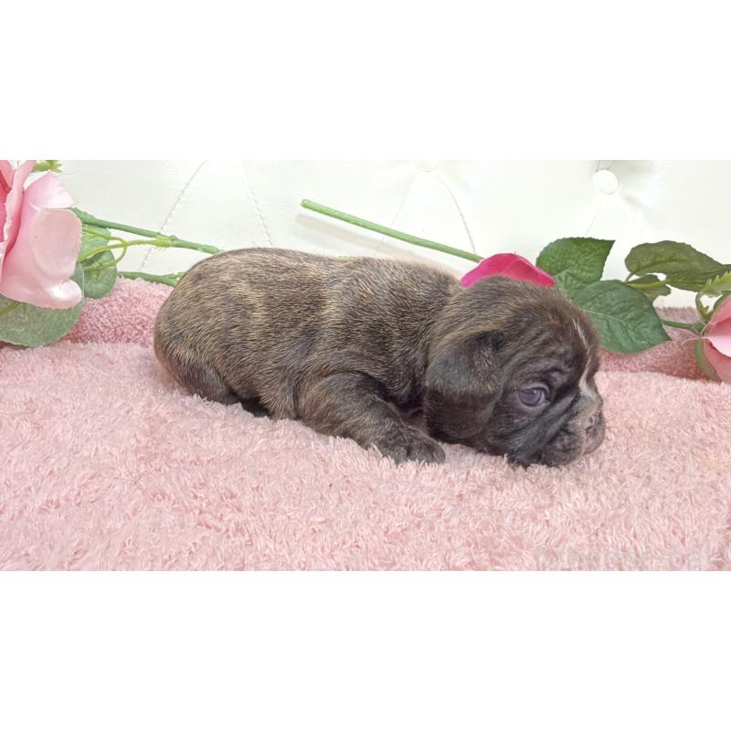 販売中の埼玉県のフレンチブルドッグ-446957の3枚目