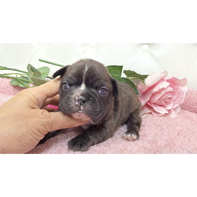 販売中の埼玉県のフレンチブルドッグ-446957の2枚目