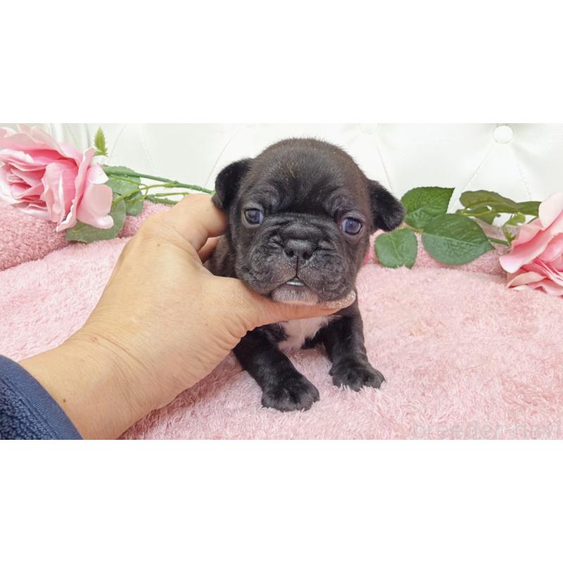 販売中の埼玉県のフレンチブルドッグ-446959