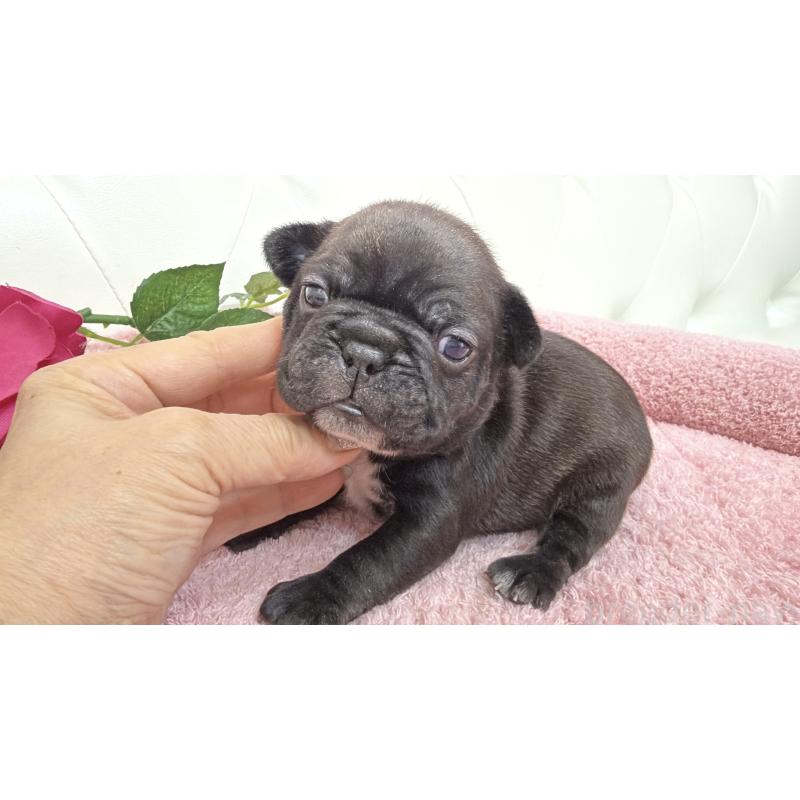 販売中の埼玉県のフレンチブルドッグ-446959の8枚目