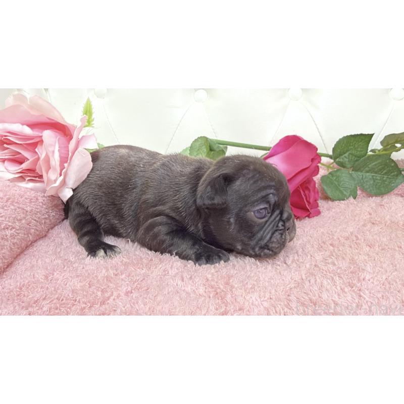 販売中の埼玉県のフレンチブルドッグ-446959の7枚目