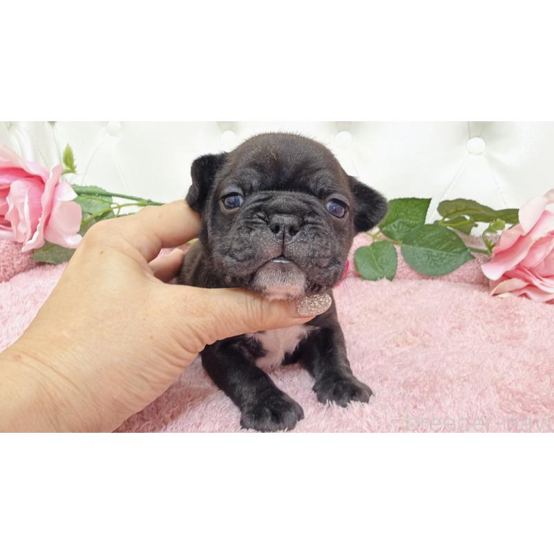 販売中の埼玉県のフレンチブルドッグ-446959の6枚目