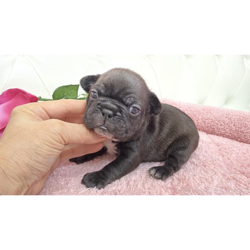 販売中の埼玉県のフレンチブルドッグ-446959の4枚目