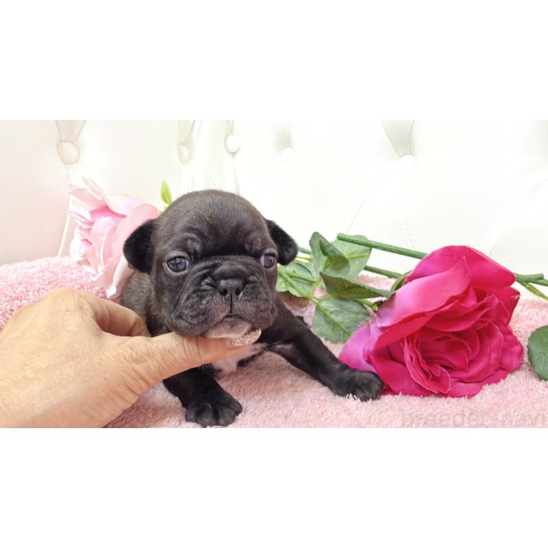 販売中の埼玉県のフレンチブルドッグ-446959の3枚目