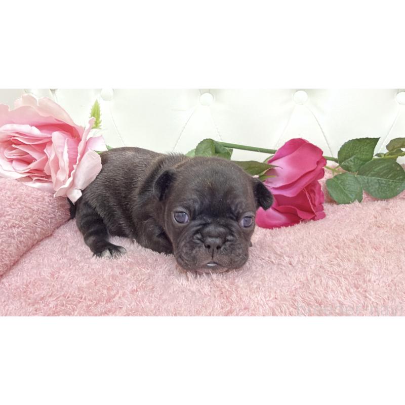 販売中の埼玉県のフレンチブルドッグ-446959の2枚目