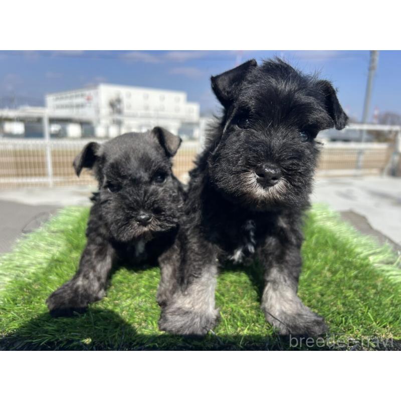 販売中の埼玉県のミニチュアシュナウザー-446958の4枚目