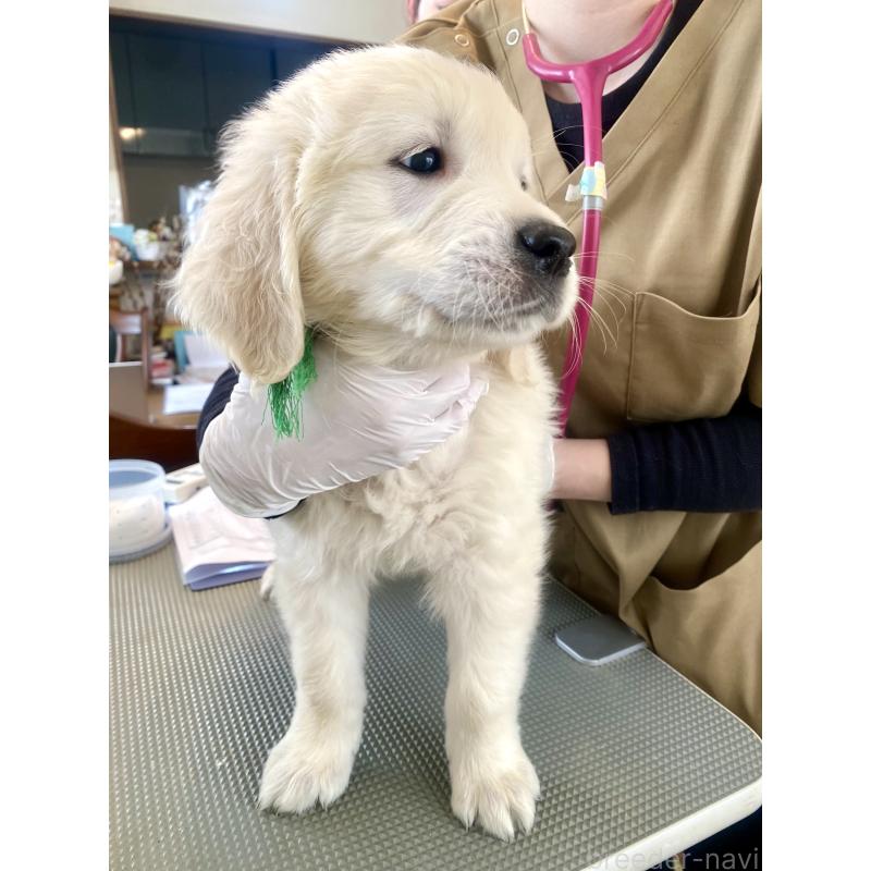 販売中の東京都のゴールデンレトリーバー-440376の26枚目