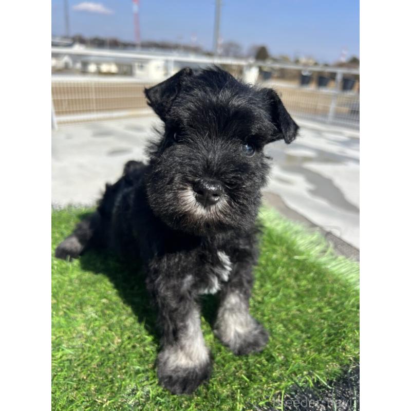 販売中の埼玉県のミニチュアシュナウザー-446958の3枚目