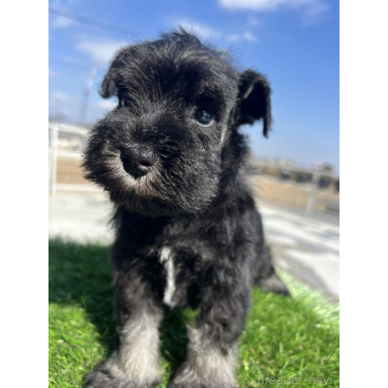 販売中の埼玉県のミニチュアシュナウザー-446958の2枚目