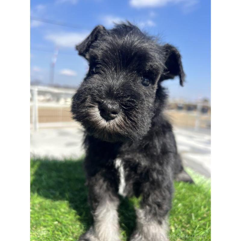 販売中の埼玉県のミニチュアシュナウザー-446958の1枚目