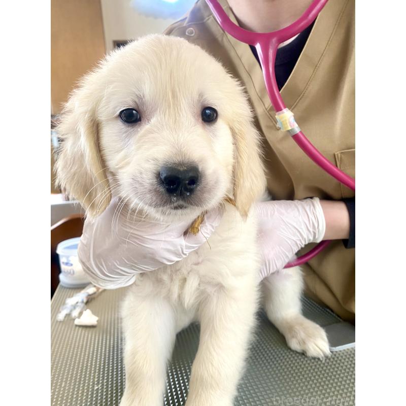 販売中の東京都のゴールデンレトリーバー-440373の24枚目