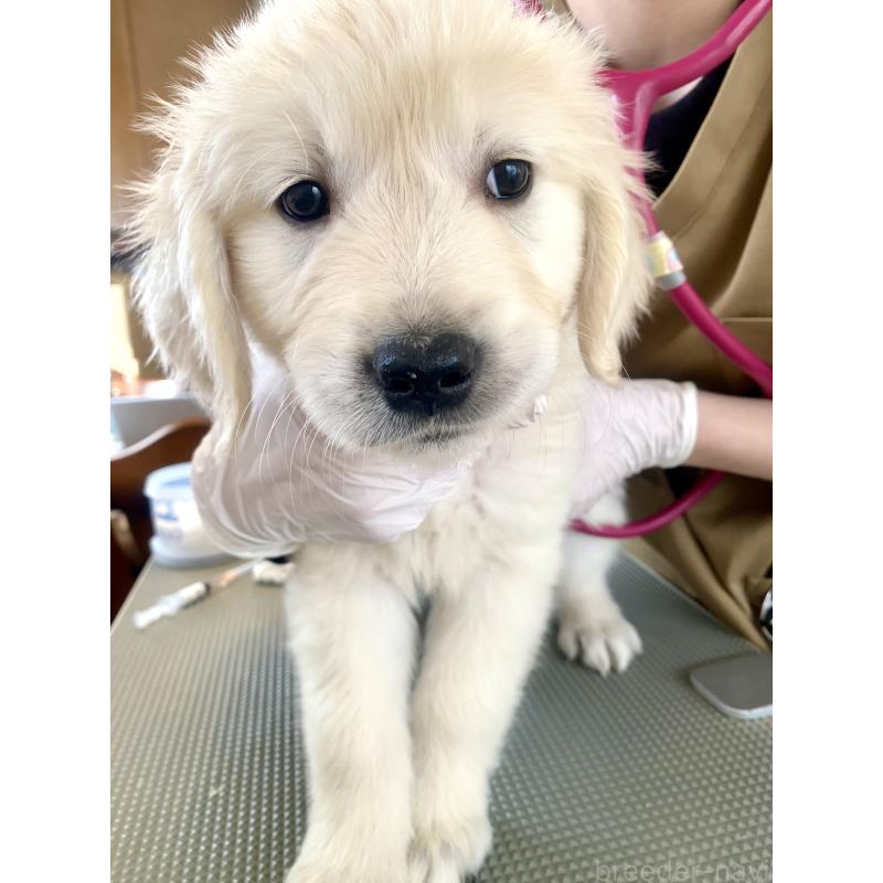 販売中の東京都のゴールデンレトリーバー-440367の24枚目