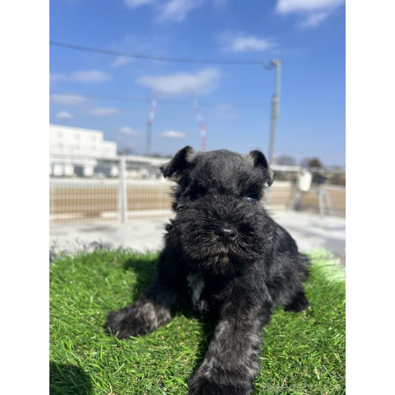 販売中の埼玉県のミニチュアシュナウザー-446960の4枚目