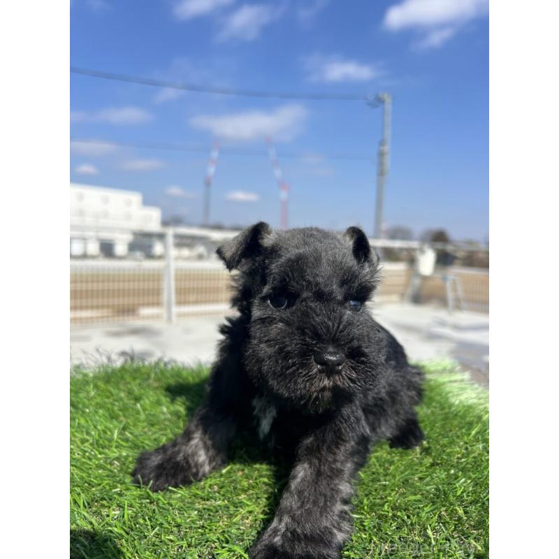 販売中の埼玉県のミニチュアシュナウザー-446960の3枚目