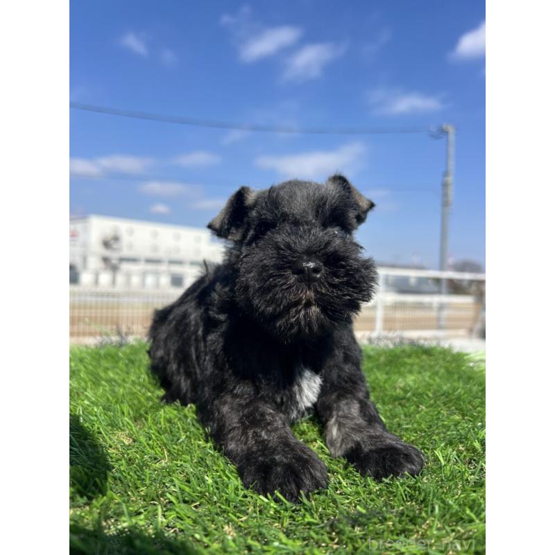 販売中の埼玉県のミニチュアシュナウザー-446960の2枚目