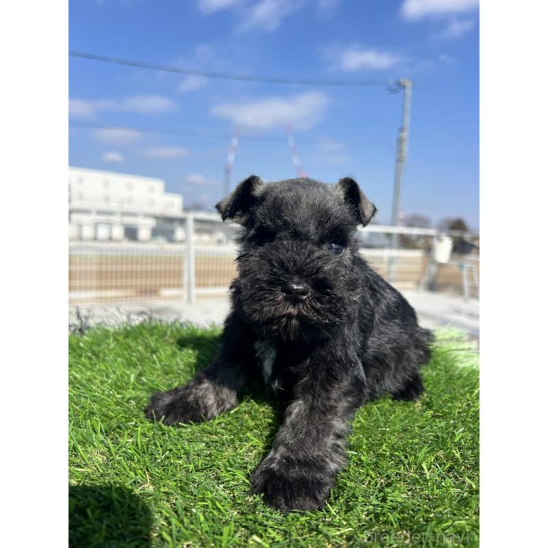 販売中の埼玉県のミニチュアシュナウザー-446960