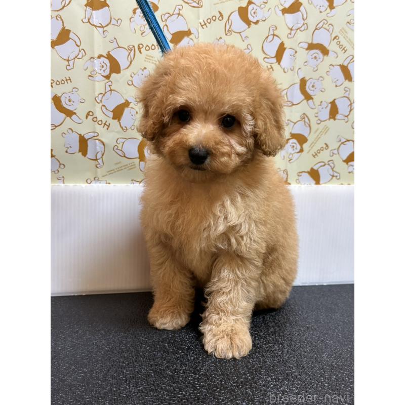 販売中の岡山県のトイプードル-446961の16枚目