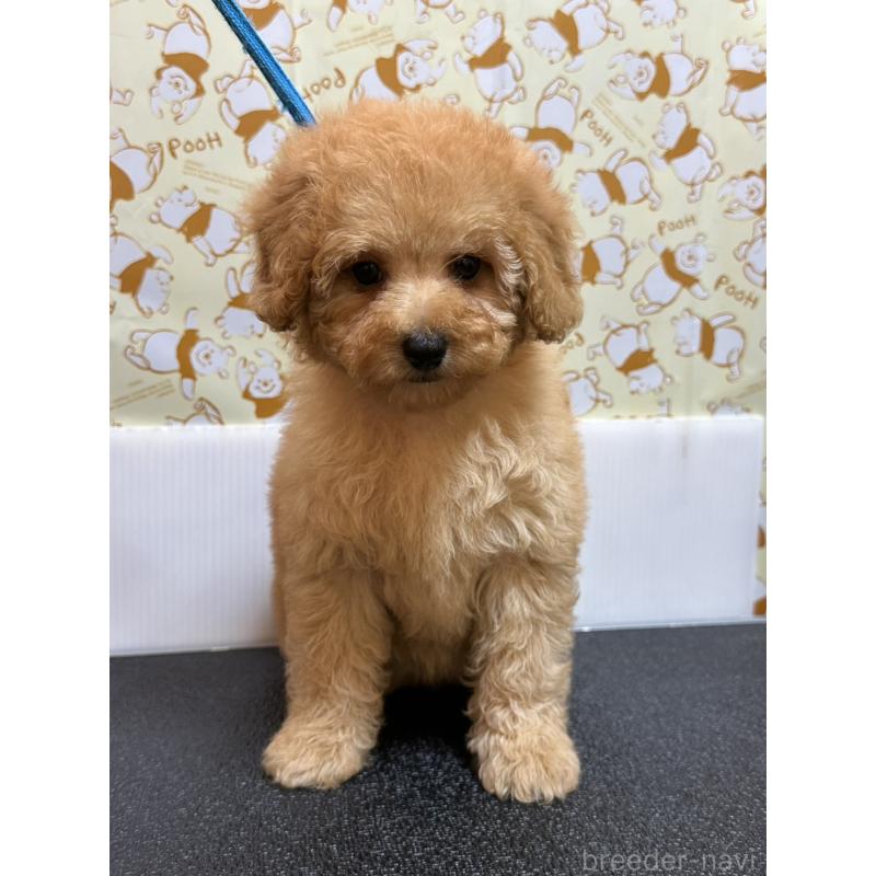 販売中の岡山県のトイプードル-446961の14枚目