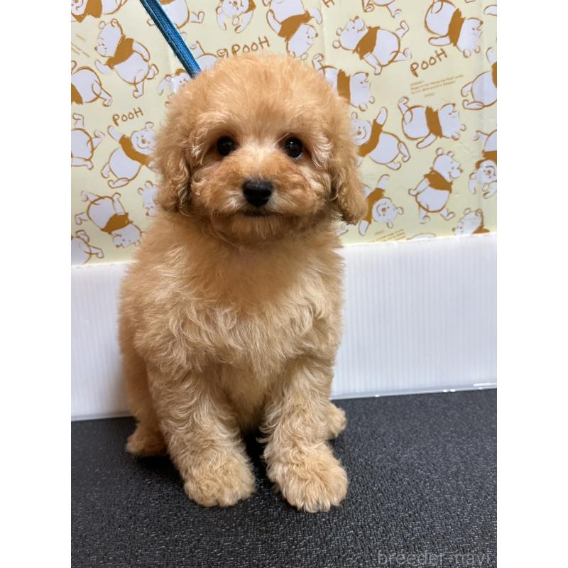 販売中の岡山県のトイプードル-446961の13枚目