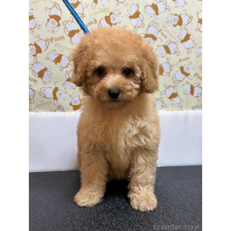 販売中の岡山県のトイプードル-446961の12枚目