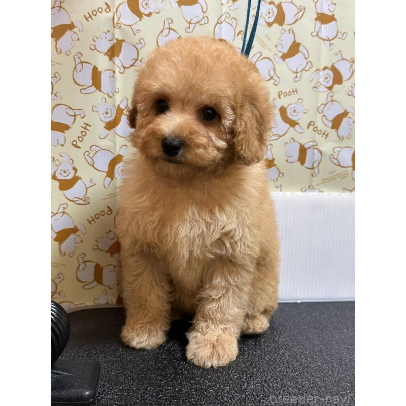 販売中の岡山県のトイプードル-446961の11枚目