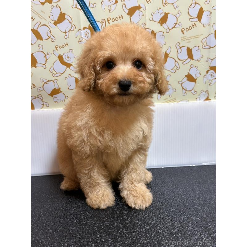 販売中の岡山県のトイプードル-446961の10枚目