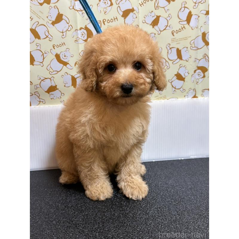 販売中の岡山県のトイプードル-446961の9枚目