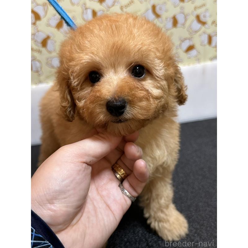 販売中の岡山県のトイプードル-446961の7枚目