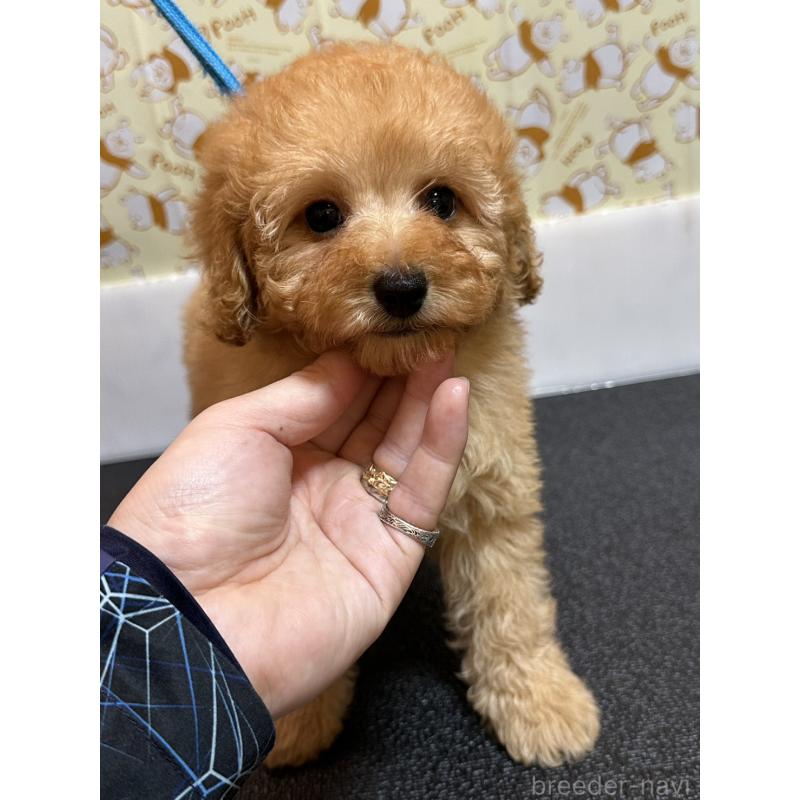 販売中の岡山県のトイプードル-446961の6枚目