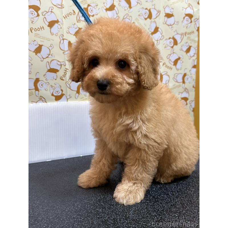 販売中の岡山県のトイプードル-446961の5枚目