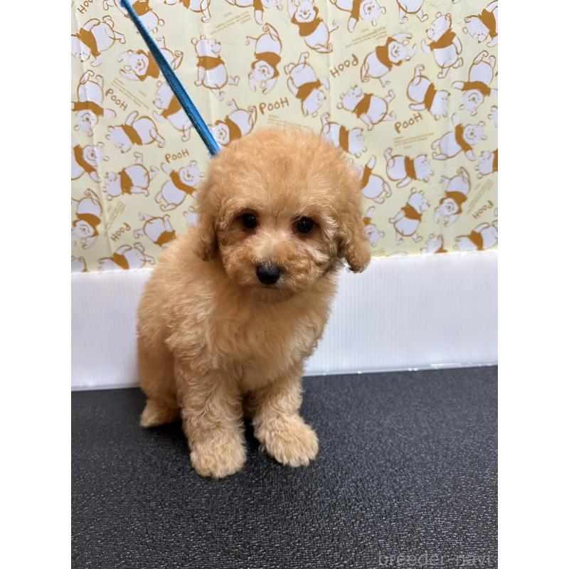 販売中の岡山県のトイプードル-446961の4枚目