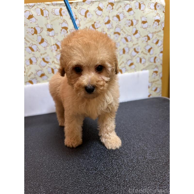 販売中の岡山県のトイプードル-446961の3枚目