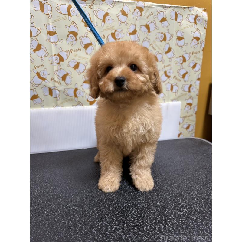 販売中の岡山県のトイプードル-446961の2枚目