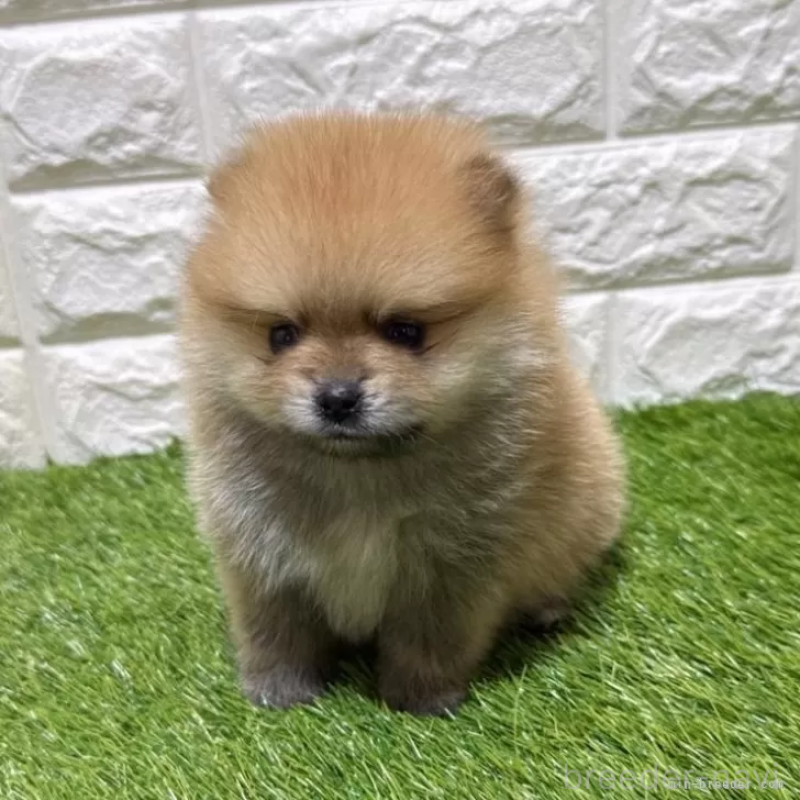 販売中の愛知県のポメラニアン-445402