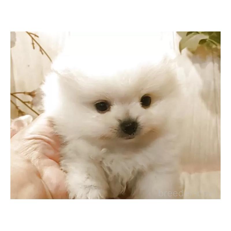 販売中の愛知県のポメラニアン-446962の6枚目