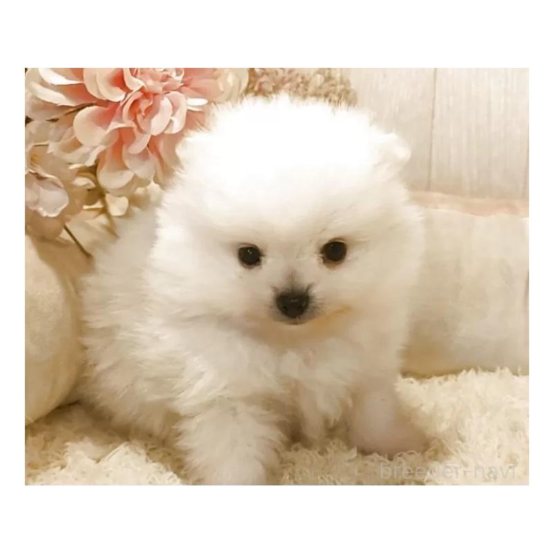 販売中の愛知県のポメラニアン-446962の5枚目