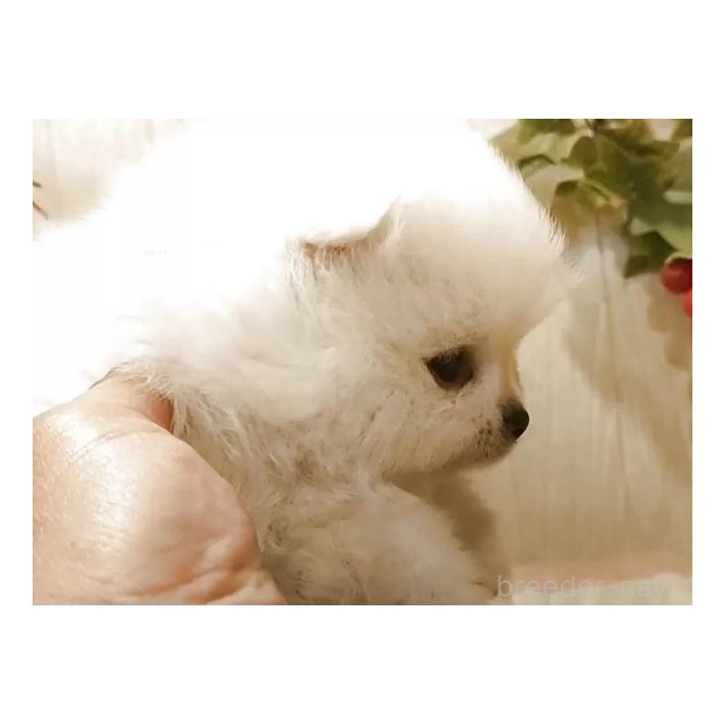 販売中の愛知県のポメラニアン-446962の4枚目